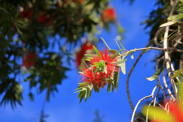 Chorando flor Garrafa escova contra o céu azul, Callistemon Viminalis — Fotografia de Stock