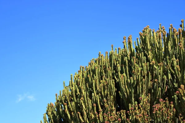 Kandelaber Wolfsmilch gegen blauen Himmel, Euphorbia Kandelaber, Kaktus, Kanarische Inseln — Stockfoto