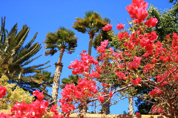 blooming red bougainvillea flowers against blue sky