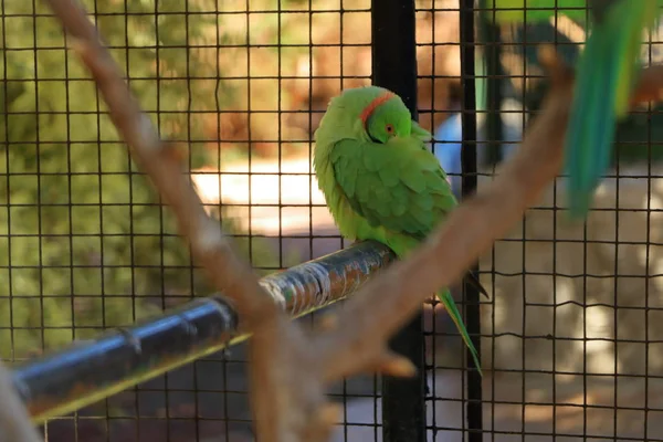 Ljust grön papegoja, rosa-ringat Parakeet, Psittacula krameri i en bur, fångenskap — Stockfoto