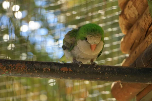 Papagaio-verde-vivo, Psittacula krameri em uma gaiola, cativeiro — Fotografia de Stock