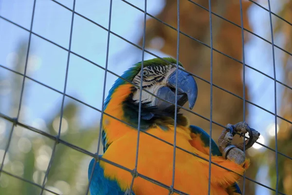 Isolierter Ara-Papagei im Käfig, Gefangenschaft — Stockfoto