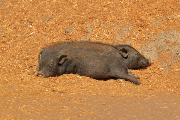 Τεμπέληδες, χαριτωμένα και όμορφα γουρούνια που παίρνουν έναν υπνάκο — Φωτογραφία Αρχείου