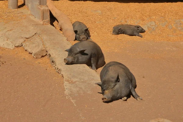 Faule, süße und schöne Topfbauchschweine, die ein Nickerchen machen — Stockfoto