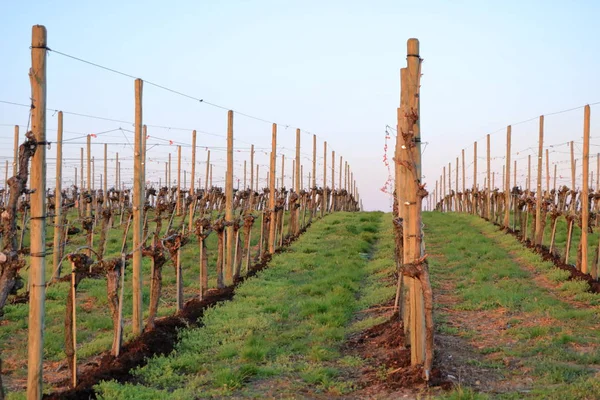 Vineyard in Spring in Werder/Havel, Brandenburg, Germany — Stock Photo, Image