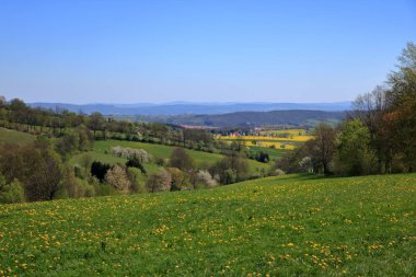 Saksonya'da çiçek açan kolza tarlası, Almanya