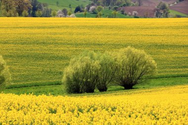 Saksonya'da çiçek açan kolza tarlası, Almanya