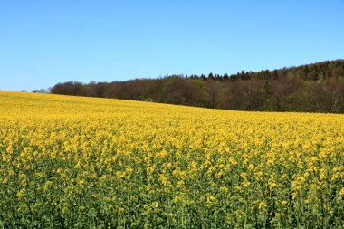 Saksonya'da çiçek açan kolza tarlası, Almanya