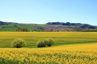 Saksonya'da çiçek açan kolza tarlası, Almanya