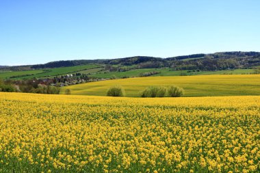 Saksonya'da çiçek açan kolza tarlası, Almanya