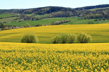Saksonya'da çiçek açan kolza tarlası, Almanya