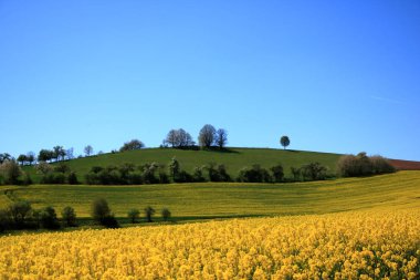 Saksonya'da çiçek açan kolza tarlası, Almanya