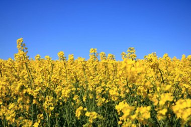 Saksonya'da çiçek açan kolza tarlası, Almanya