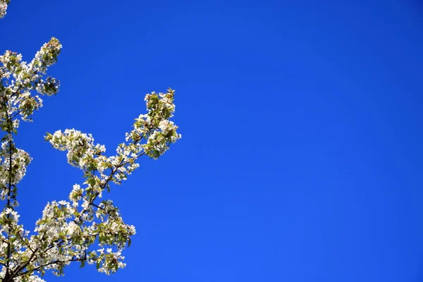 Wiśniowe kwiaty wiosną pod błękitne niebo. — Zdjęcie stockowe