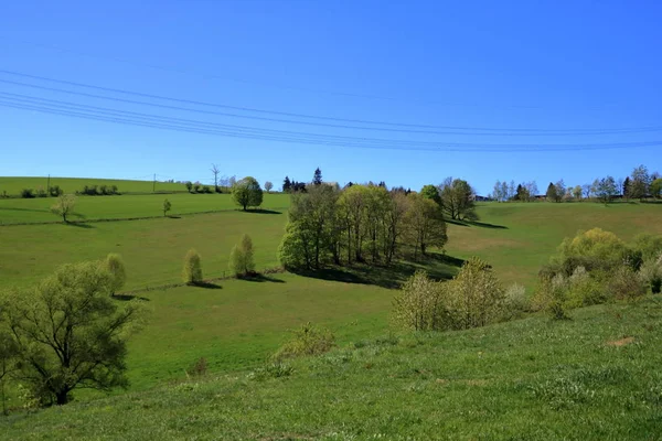 Vista panorámica de árboles y arbustos verdes contra un cielo azul — Foto de Stock