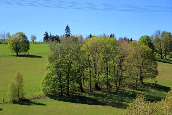 Scenic view of green trees and bushes against a blue sky — Stock Photo, Image