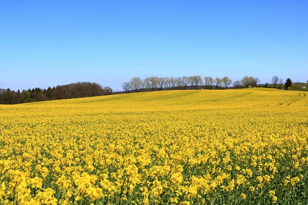 Campo de colza florescente em Saxony, Alemania — Fotografia de Stock