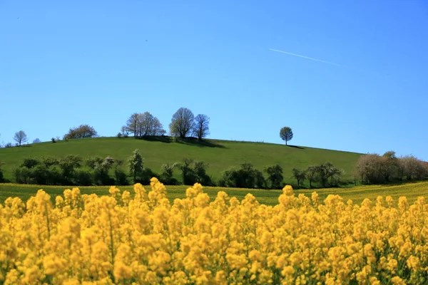 Campo de colza en flor en Sajonia, Alemania — Foto de Stock