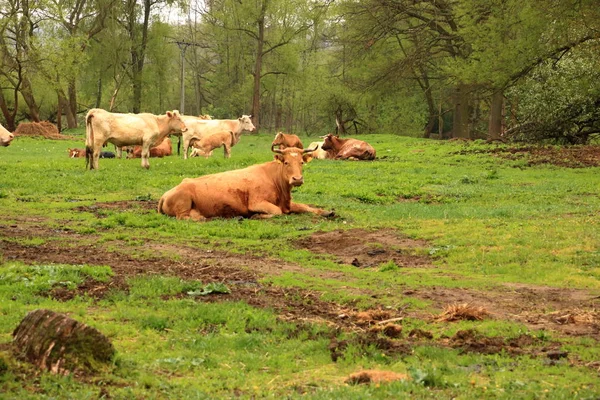 Vacas marrons e gado no dia chuvoso — Fotografia de Stock