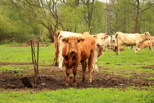 Коричневі корови і худоба в дощовий день — стокове фото