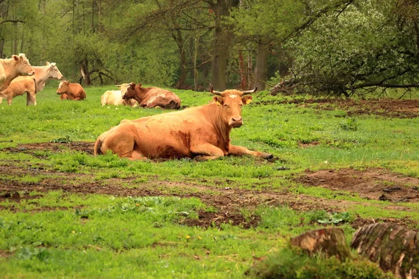 Vacas marrons e gado no dia chuvoso — Fotografia de Stock