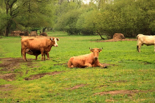 Vacas marrons e gado no dia chuvoso — Fotografia de Stock