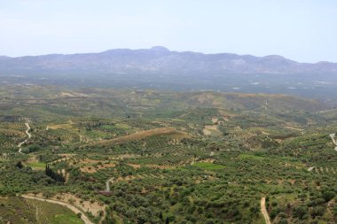 Zeytin tarlaları Girit ,Yunanistan, Avrupa
