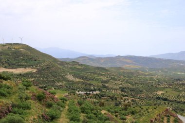 Zeytin tarlaları Girit ,Yunanistan, Avrupa