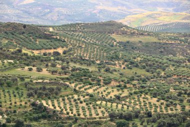 Zeytin tarlaları Girit ,Yunanistan, Avrupa