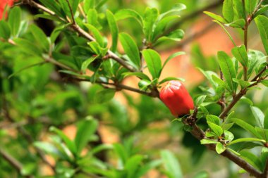 ağaç üzerinde kırmızı Punica granatum çiçekleri, Yunanistan'da Girit nar çiçeği