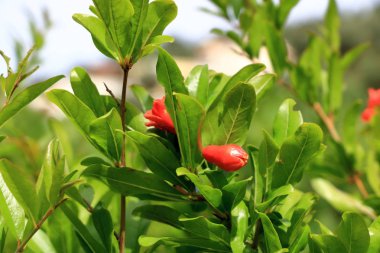 ağaç üzerinde kırmızı Punica granatum çiçekleri, Yunanistan'da Girit nar çiçeği