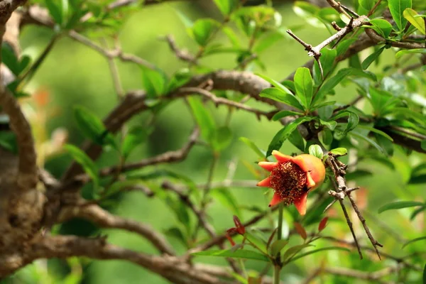 Vermelho flores Punica granatum na árvore, flor de romã em Creta, na Grécia — Fotografia de Stock