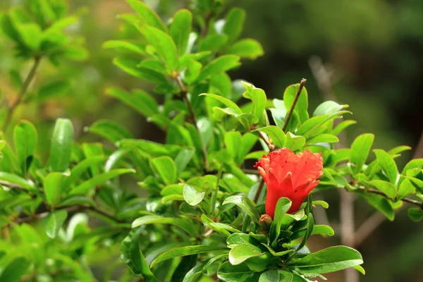 Vermelho flores Punica granatum na árvore, flor de romã em Creta, na Grécia — Fotografia de Stock