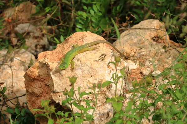 Балканская зеленая ящерица, Lacerta trilineata, Крит, Греция — стоковое фото