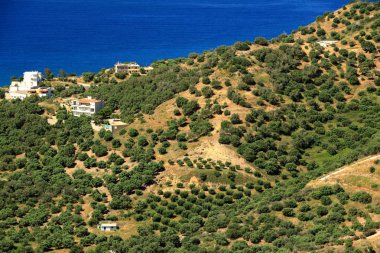 Zeytin tarlaları Girit ,Yunanistan, Avrupa