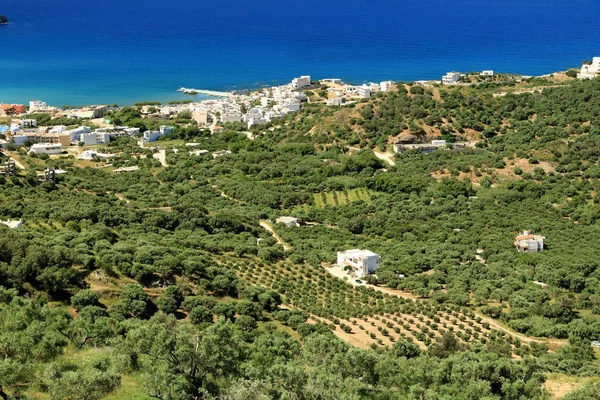 Olivodlingar Kreta, Grekland, Europa — Stockfoto
