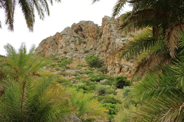 Vista alrededor del río y el bosque de palmeras en Preveli, Creta meridional, Grecia — Foto de Stock