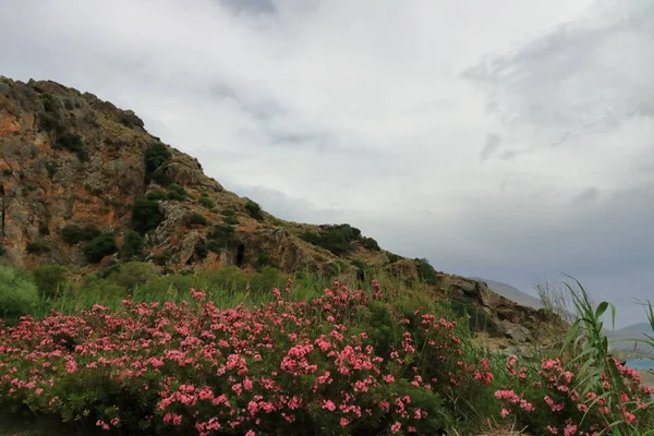 Vista alrededor del río y el bosque de palmeras en Preveli, Creta meridional, Grecia — Foto de Stock