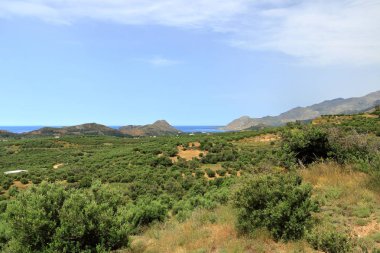 Zeytin tarlaları Girit ,Yunanistan, Avrupa
