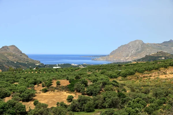 Plantações de azeitonas Creta, Grécia, Europa — Fotografia de Stock