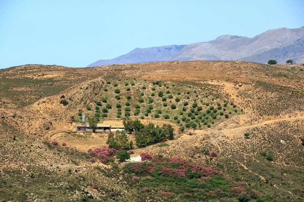 Olivenplantagen Beton, Griechenland, Europa — Stockfoto