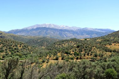 Zeytin tarlaları Girit, Yunanistan, Avrupa