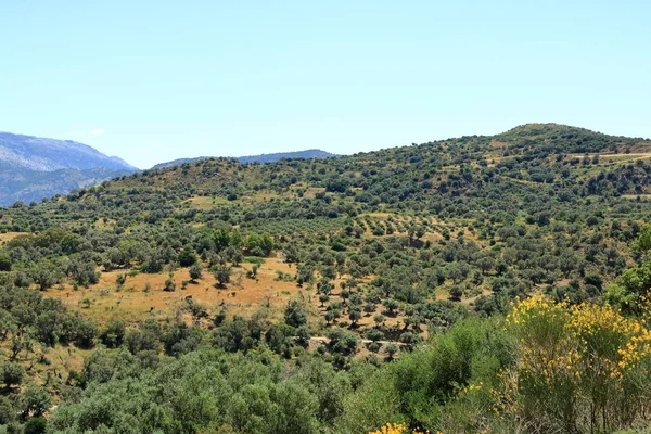 Zeytin tarlaları Girit, Yunanistan, Avrupa — Stok fotoğraf