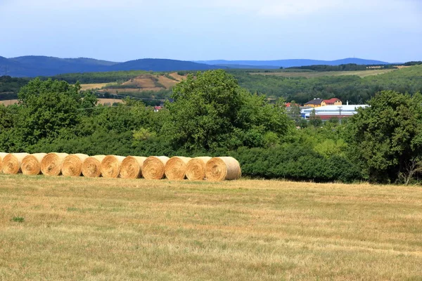 Hay bales on mown meadow — Stock Photo, Image