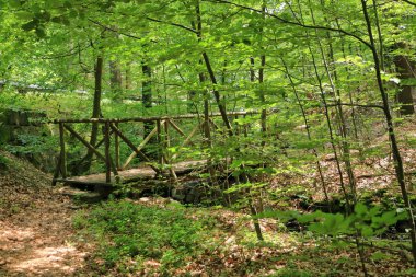 Ormanın derinliklerindeki eski ahşap köprü, doğal mahsul geçmişi.