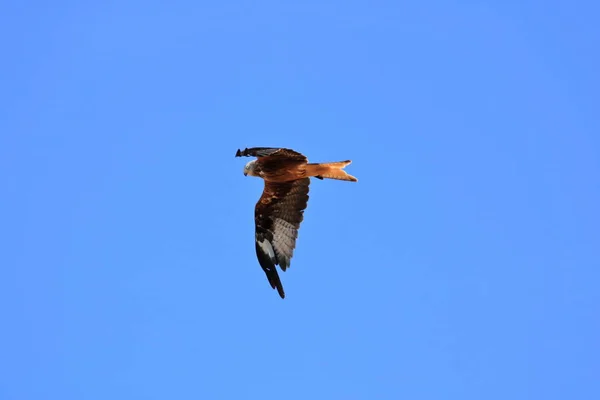 Ortak şahin (Buteo buteo) havada uçan — Stok fotoğraf