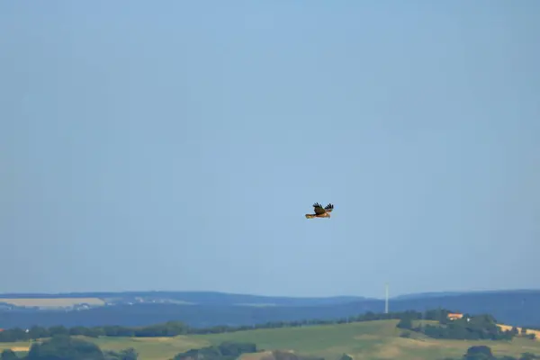 Buitre común (Buteo buteo) volando en el aire — Foto de Stock