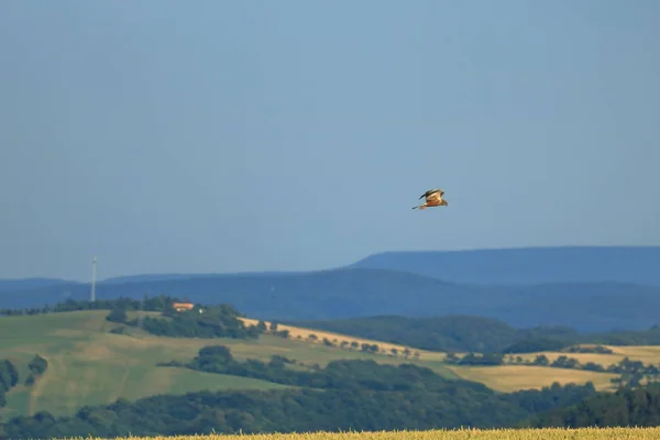 Common buzzard (Buteo buteo) flying in air — Stock Photo, Image