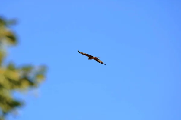 Ortak şahin (Buteo buteo) havada uçan — Stok fotoğraf