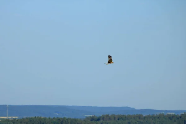 Buitre común (Buteo buteo) volando en el aire — Foto de Stock